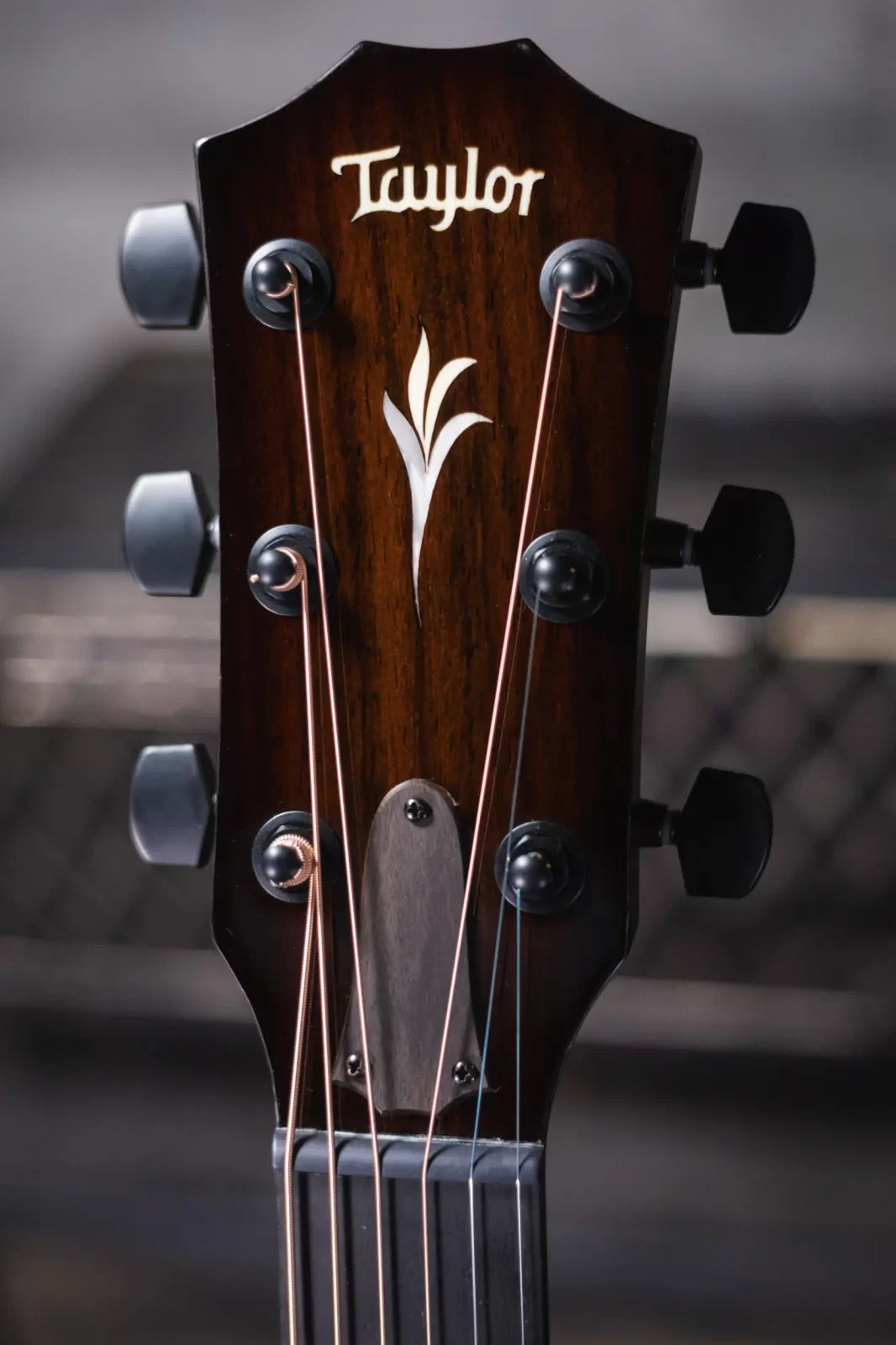 Taylor Custom Catch 2023 C22e #25 Grand Concert Acoustic/Electric Guitar & Circa 74 Amplifier Combo